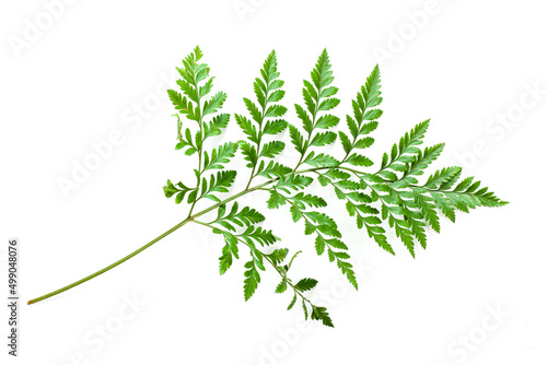 leaves of fern isolated on white background for design elements  tropical leaf  summer background