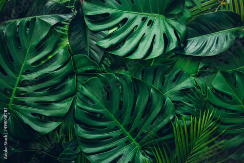 closeup nature view of green monstera and palms leaf background. Flat lay, dark nature concept, tropical leaf © Nabodin