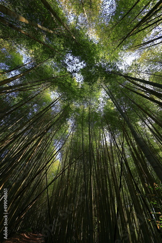 Trail of tea in Alishan National Forest Recreation Area  situated in Alishan Township  Chiayi   TAIWAN