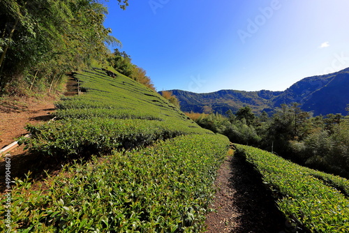 Trail of tea in Alishan National Forest Recreation Area, situated in Alishan Township, Chiayi , TAIWAN