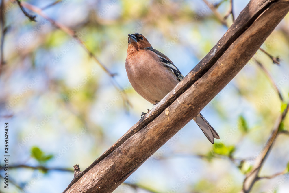 Common chaffinch, Fringilla coelebs, sits on a branch in spring on green background. Common chaffinch in wildlife.