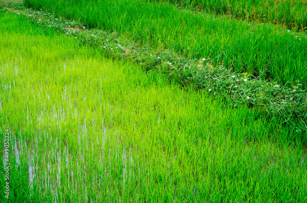 Beautiful green rice field with selective focus texture background. The asian agriculture. Beautiful green rice field with selective focus texture background. The asian agriculture.