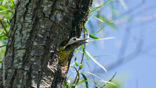woodpecker in tree nest