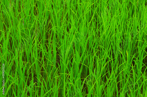 Beautiful row of green rice plant texture background. The asian agriculture.