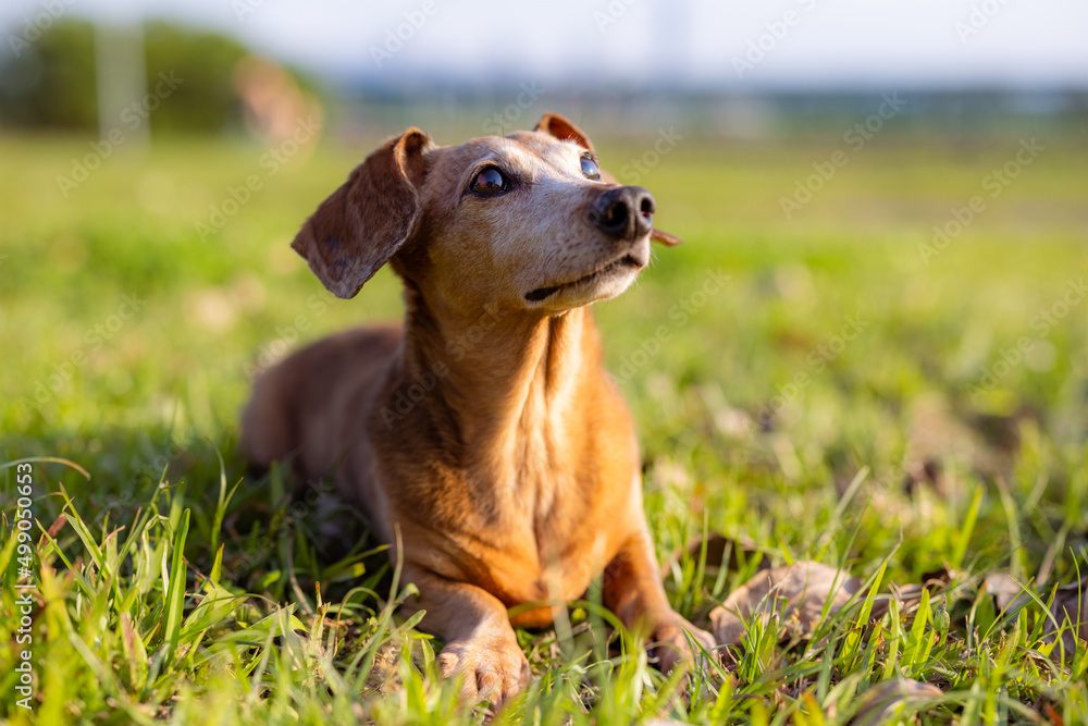 Dachshund dog sit on the grass Dachshund dog sit on the grass
