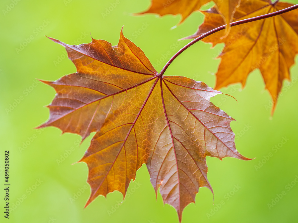 Obraz premium Tree branch with dark red leaves, Acer platanoides, the Norway maple Crimson King. Red Maple acutifoliate Crimson King, young plant with green background.