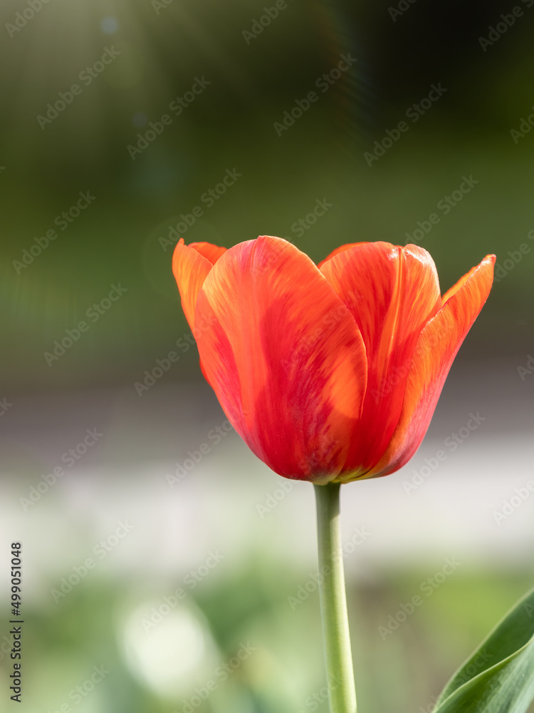 Red tulip with blurry background in sunset Red tulip with blurry background in sunset