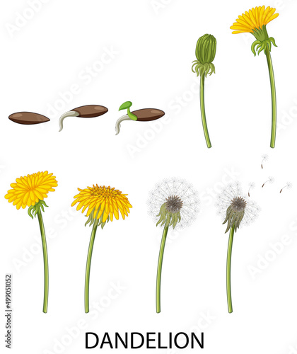 Set of dandelion life cycle