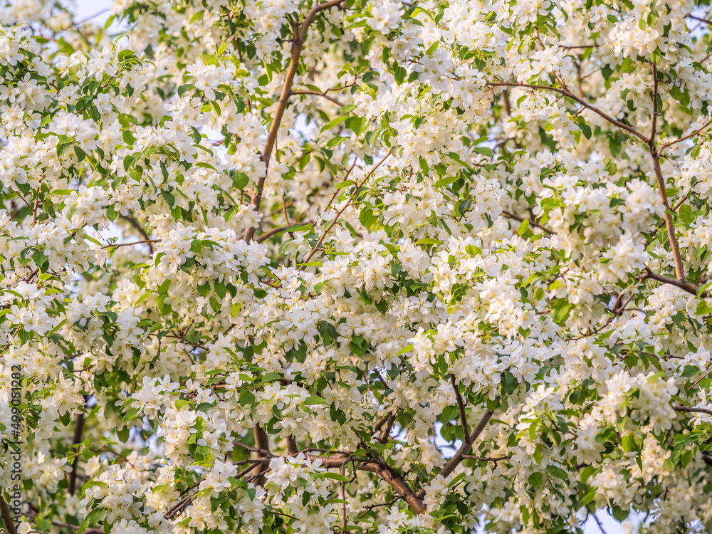 White blossoming apple trees. White apple tree flowers White blossoming apple trees. White apple tree flowers