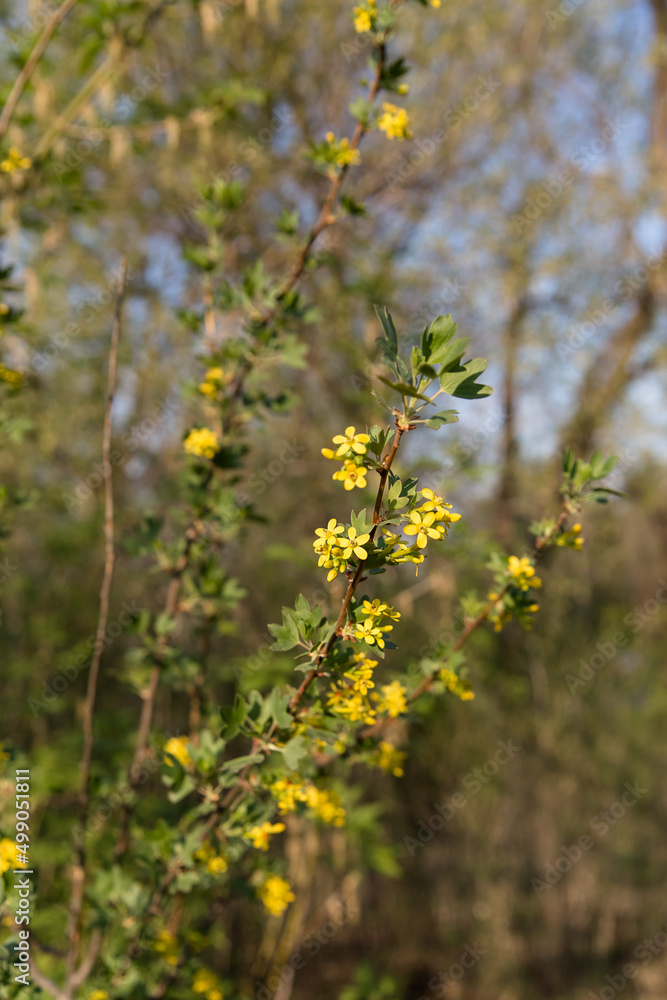 Branch with yellow flowers illuminated by sunlight beautifully Branch with yellow flowers illuminated by sunlight beautifully
