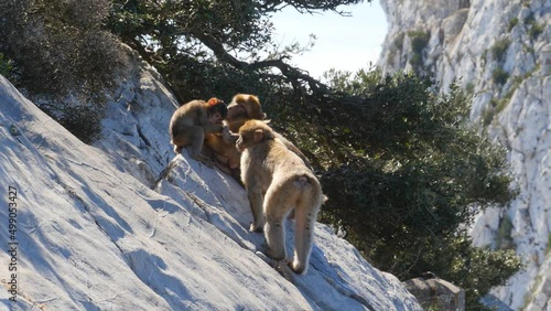 Family of Barbary apes on the rock of Gibraltar