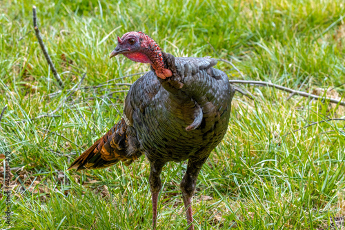 Young Tom Turkey 01
