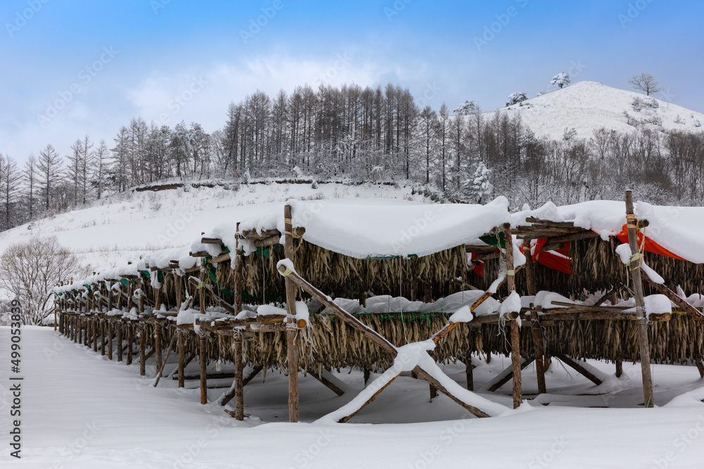 Korean winter dried pollack. The white snow-covered landscape of Hwangtae-deokjang. Korean winter dried pollack. The white snow-covered landscape of Hwangtae-deokjang.