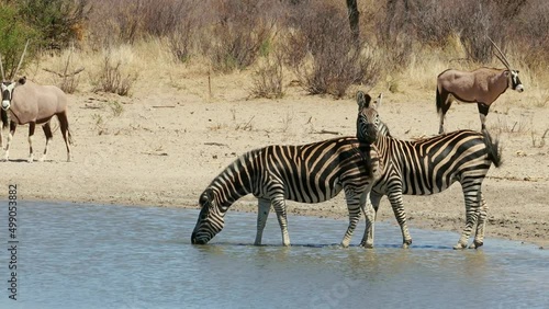 Plains zebras and gemsbok antelopes drinking at a waterhole, South Africa