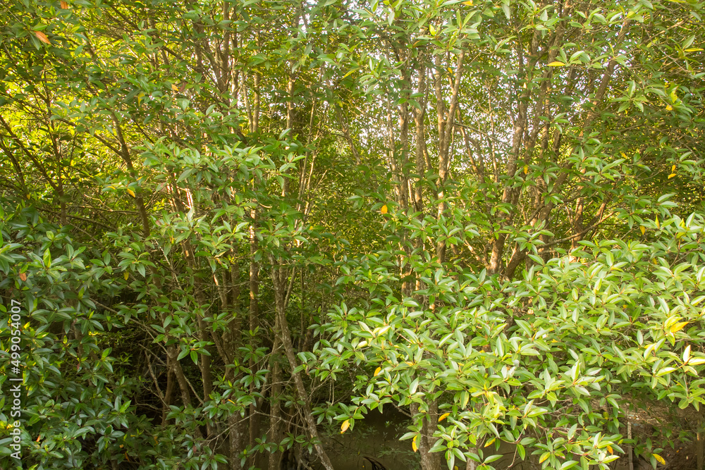 Mangroves show an abundance of natural resources in Phuket,south of Thailand