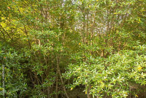Fototapeta Naklejka Na Ścianę i Meble -  Mangroves show an abundance of natural resources in Phuket,south of Thailand