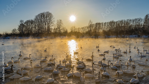Fototapeta Naklejka Na Ścianę i Meble -  A flock of white swans on an ice-free lake at sunset. A sunny path on the water. Golden steam above the surface. There are bare trees on the snow-covered shores. Altai.Lake Svetloye