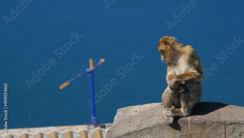 Barbary ape on the Rock of Gibraltar. crane in background