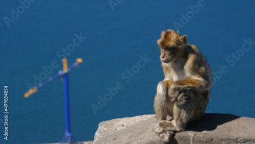 Barbary ape on the Rock of Gibraltar. crane in background