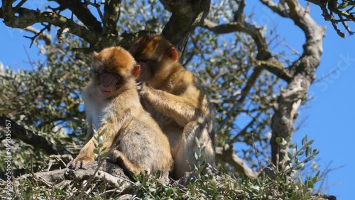 Barbary apes on the Rock of Gibraltar. grooming in a tree