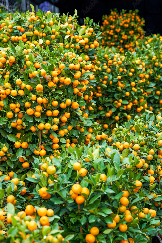Chinese New Year citrus trees for sale in the flower market