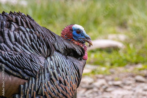 Mature Tom Turkey profile view