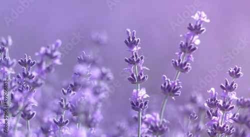 Lavender flower background with beautiful purple colors and bokeh lights. Blooming lavender in a field at sunset in Provence  France. Close up. Selective focus.