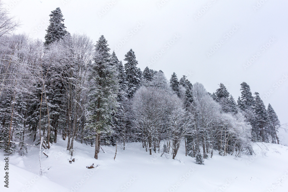 Winter mountain forest, snow-covered trees, panoramic views on the edge of the cliff, snow caps on the branches of the forest. Winter mountain forest, snow-covered trees, panoramic views on the edge of the cliff, snow caps on the branches of the forest.