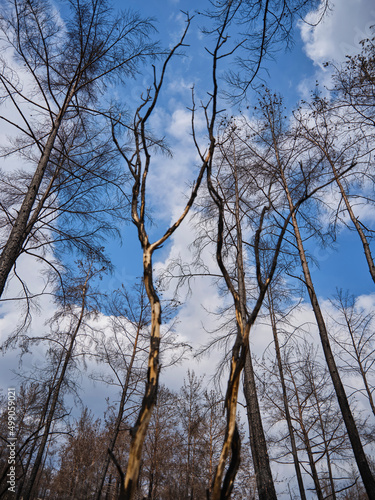 image of a forest after a fire