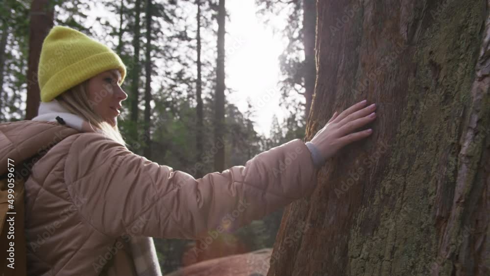 Female hand touching and stroking bark of rare red Sequoia tree in National park Female hand touching and stroking bark of rare red Sequoia tree in National park
