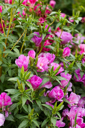 A group of purple-pink flowers in the garden