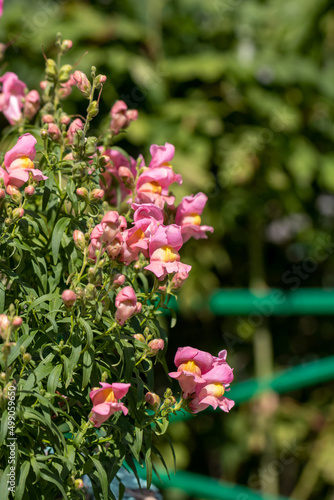 Creamy pink flowers Snapdragon (Anthyrrinum), gorgeous profuse bloom on a sunny summer day