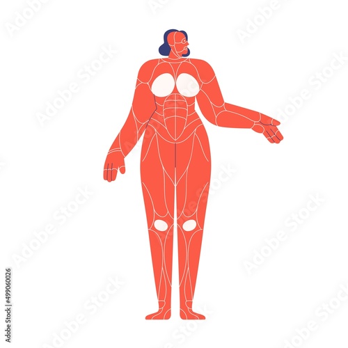 Muscular system of female human body. Muscles scheme, simple structure in wom...