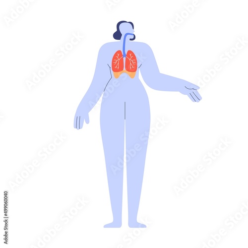 Respiratory organs system in human body. Pulmonary, bronchial anatomy with bronchi, lungs, tract. Anatomical structure. Breathing apparatus. Flat vector illustration isolated on white background