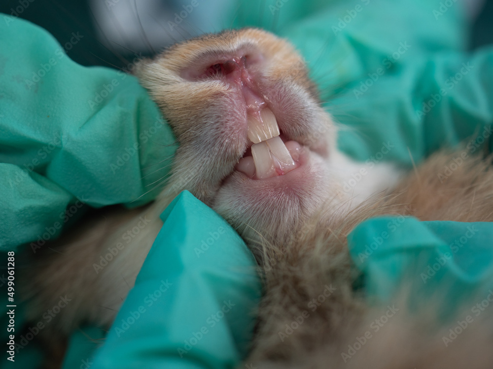 Rabbit teeth got examined by veterinarians. Dental health of bunny rabbit Rabbit teeth got examined by veterinarians. Dental health of bunny rabbit