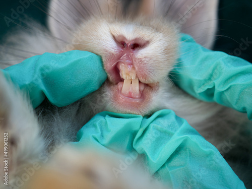 Rabbit teeth got examined by veterinarians. Dental health of bunny rabbit