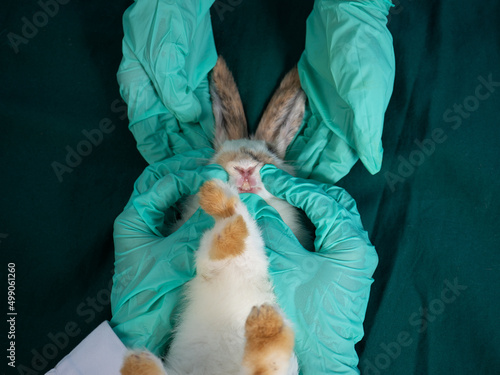 Fototapeta Naklejka Na Ścianę i Meble -  Top view, doctors examined baby bunny rabbit health and dental health. Veterinarians checking rabbit teeth.