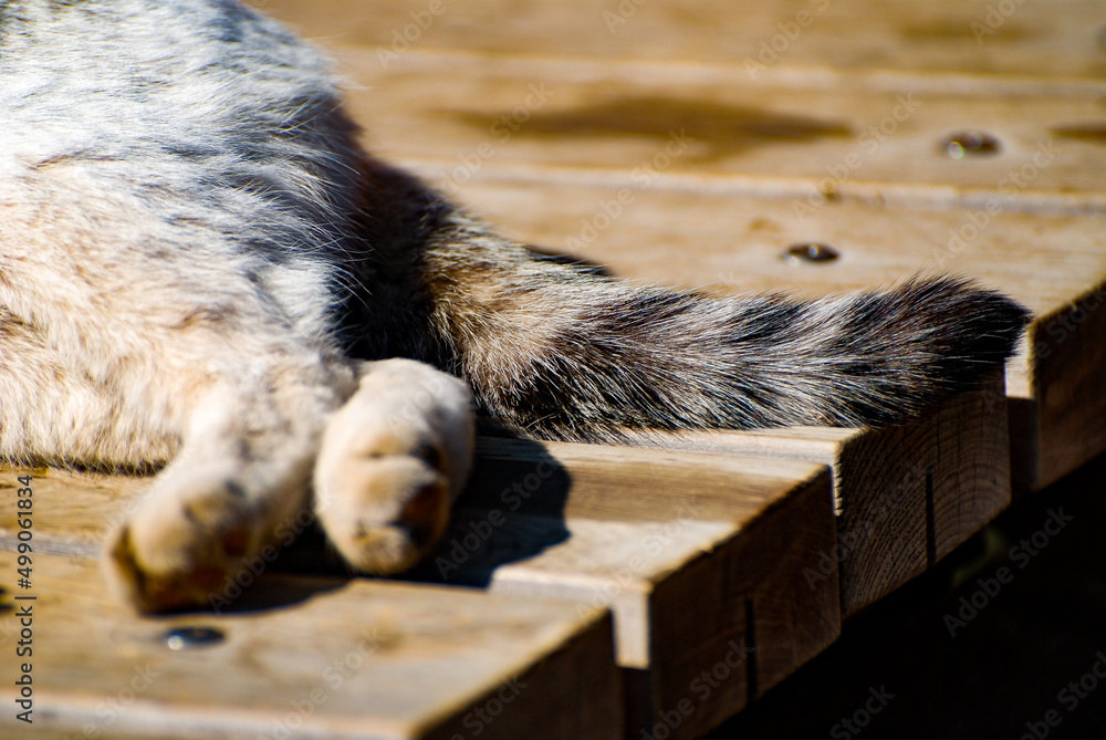Obraz premium sleeping cat tail on the bench
