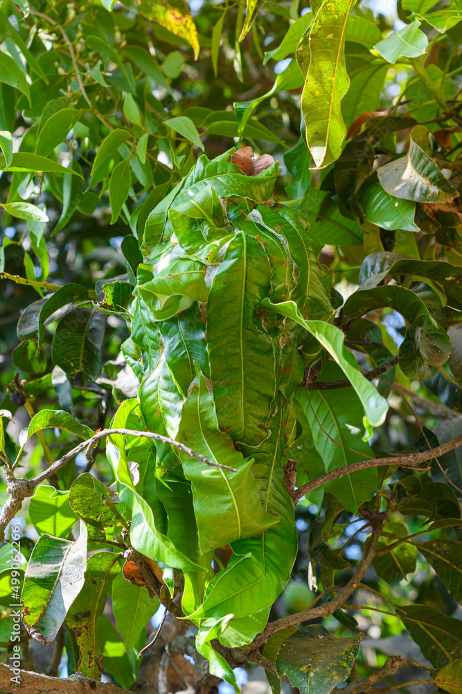 Fototapeta premium Red ant nest made from green leaf hanging on the tree