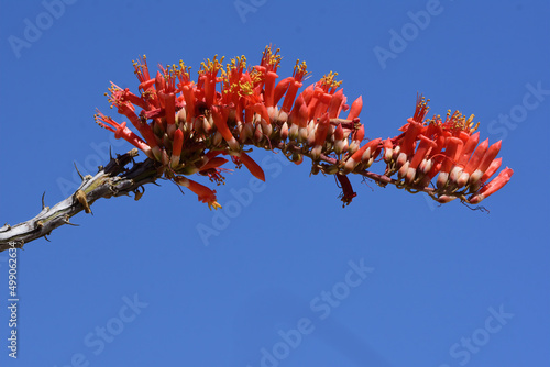 ocotillo blossom