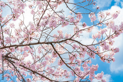 벚꽃, 봄, 사쿠라, 벚나무