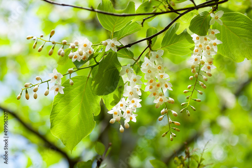 新緑にハクウンボクの花 photo