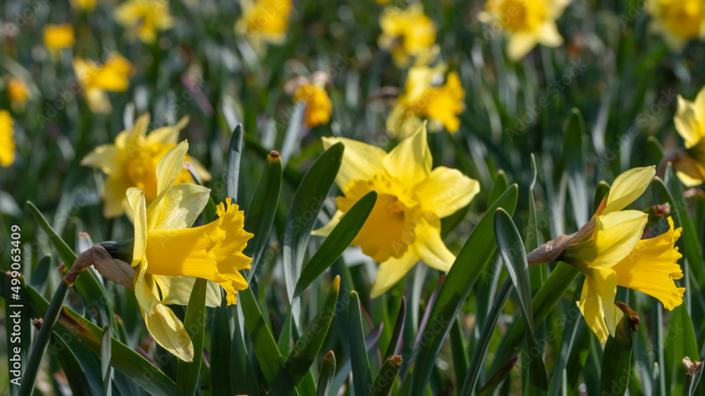 Yellow Daffodils flower field image for spring background Yellow Daffodils flower field image for spring background