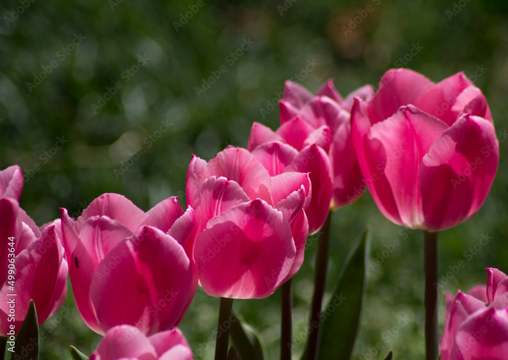 pink tulips in the garden pink tulips in the garden