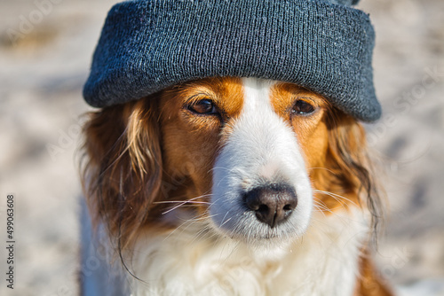 Funny Kooikerhondje dog wearing bonnet photo