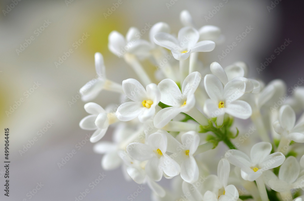 Blooming lilac close-up. Spring lilac Blooming lilac close-up. Spring lilac