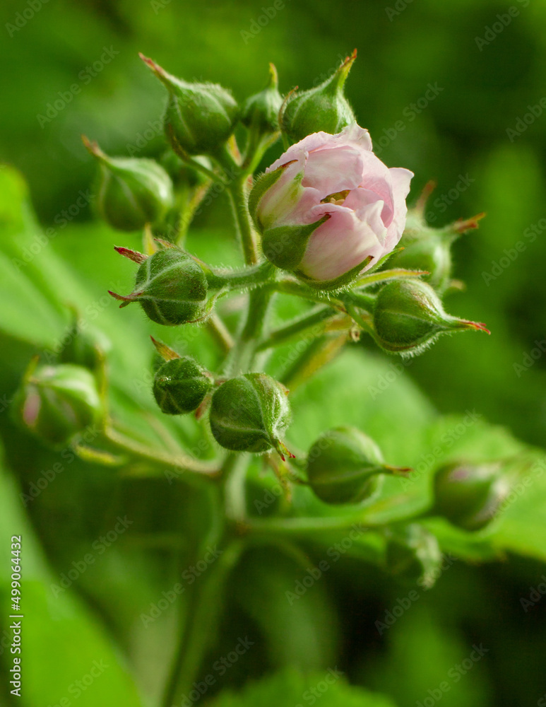 Blackberry blossom flower Blackberry blossom flower