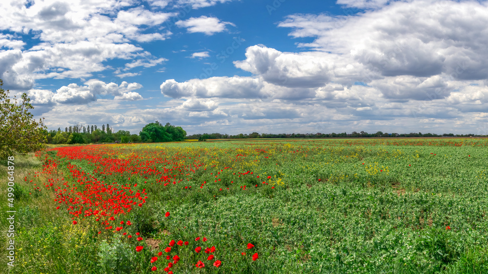 Clouds in the blue sky above the poppy field