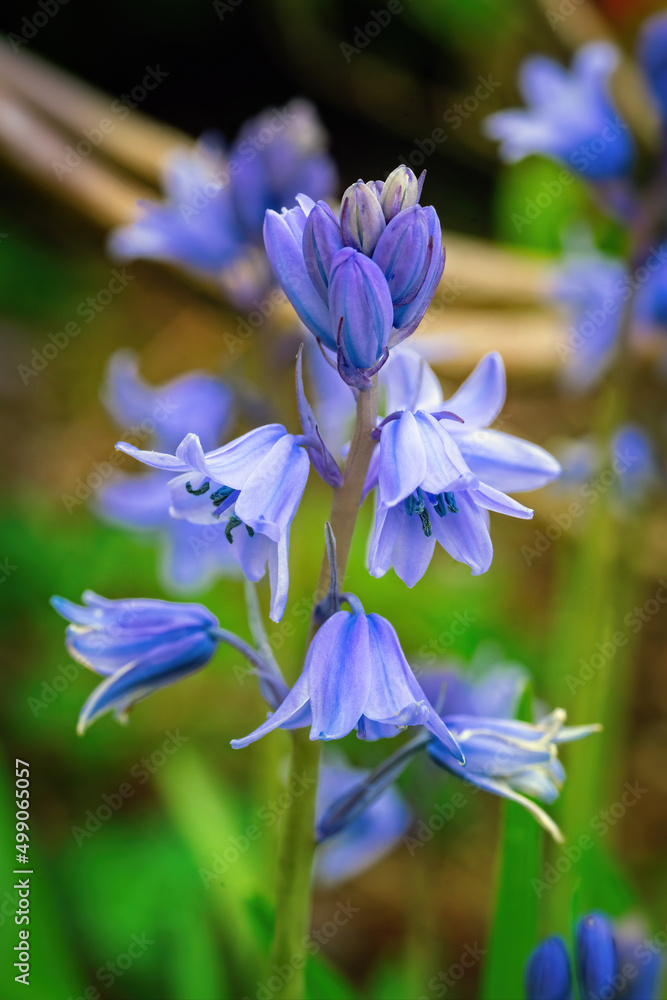 Spanish Bluebell flower blossoms in spring Spanish Bluebell flower blossoms in spring
