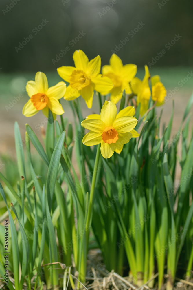 Group of yellow, large-cupped daffodil cultivars (Genus Narcissus) with orange corona.